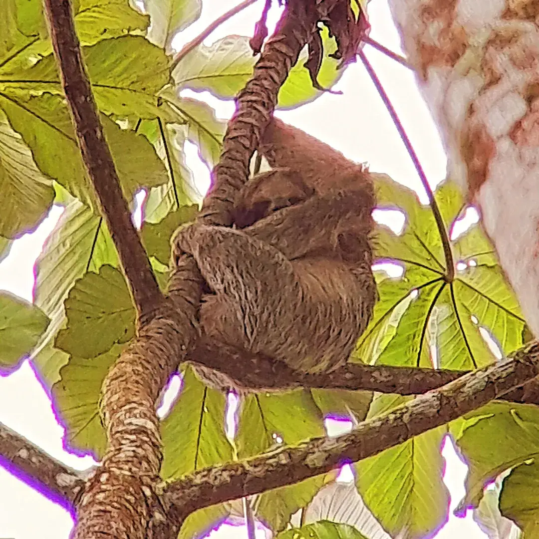 sloth costa rica